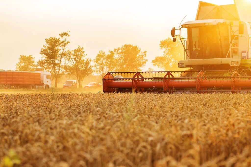 Harvester in wheat field